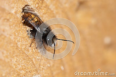 Mason bee / GehÃ¶rnte Mauerbiene / Osmia cornuta â™‚ Stock Photo